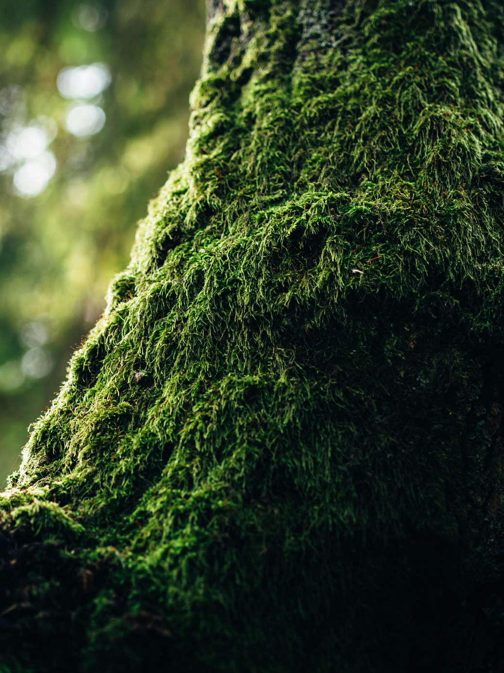 Green Moss in Tilt Photography